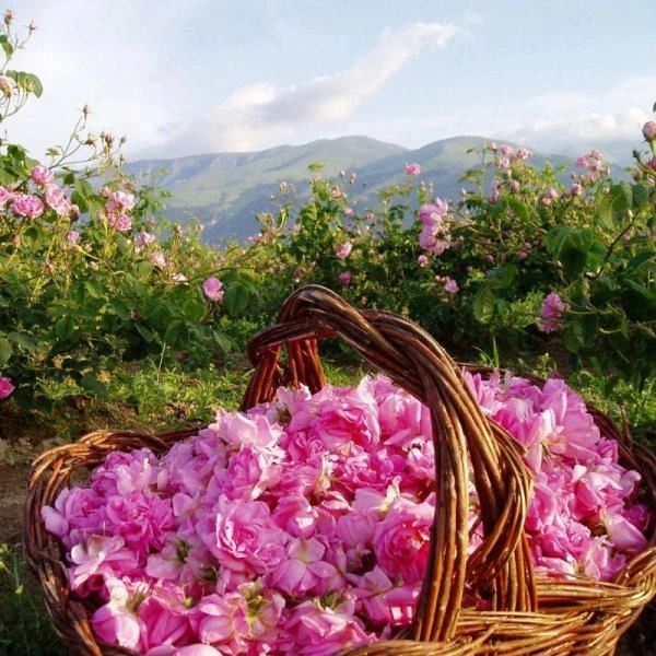 Bulgarian Rose Hair Conditioner with Natural Rose Oil