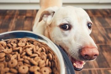 Best Dry Dog Food Faq