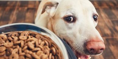 Best Dry Dog Food FAQ.  What to look out for when buying dog f
