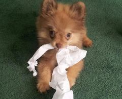 Sales on dog camera monitors.  The best dog camera monitors available.