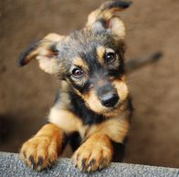 Help out a local animal shelter.  Donate household items to your local animal shelter.  Foster paren