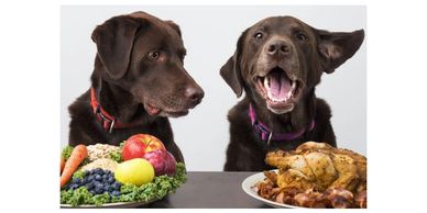 The Best Dry Dog Food at at an affordable price.  Free shipping on dog food.  Dog food cheapest pric