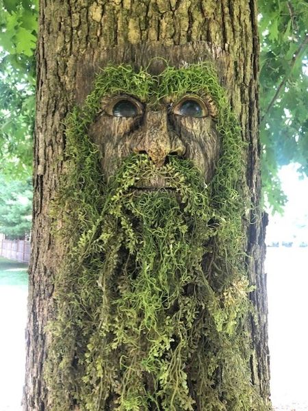 Tree Man Ent Face