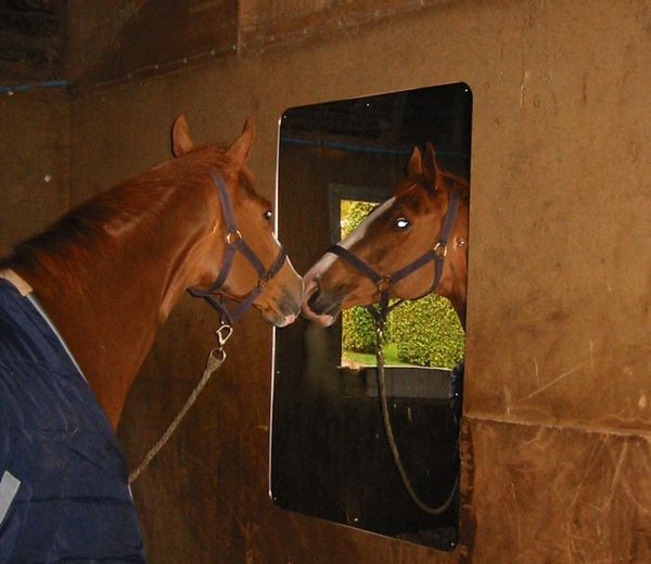 Horse mirror outlet