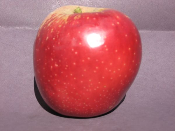 organic, pesticide free, apples, oak glehttn, local, fresh picked
