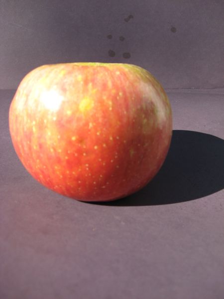 Fuji Apple 5 lbs