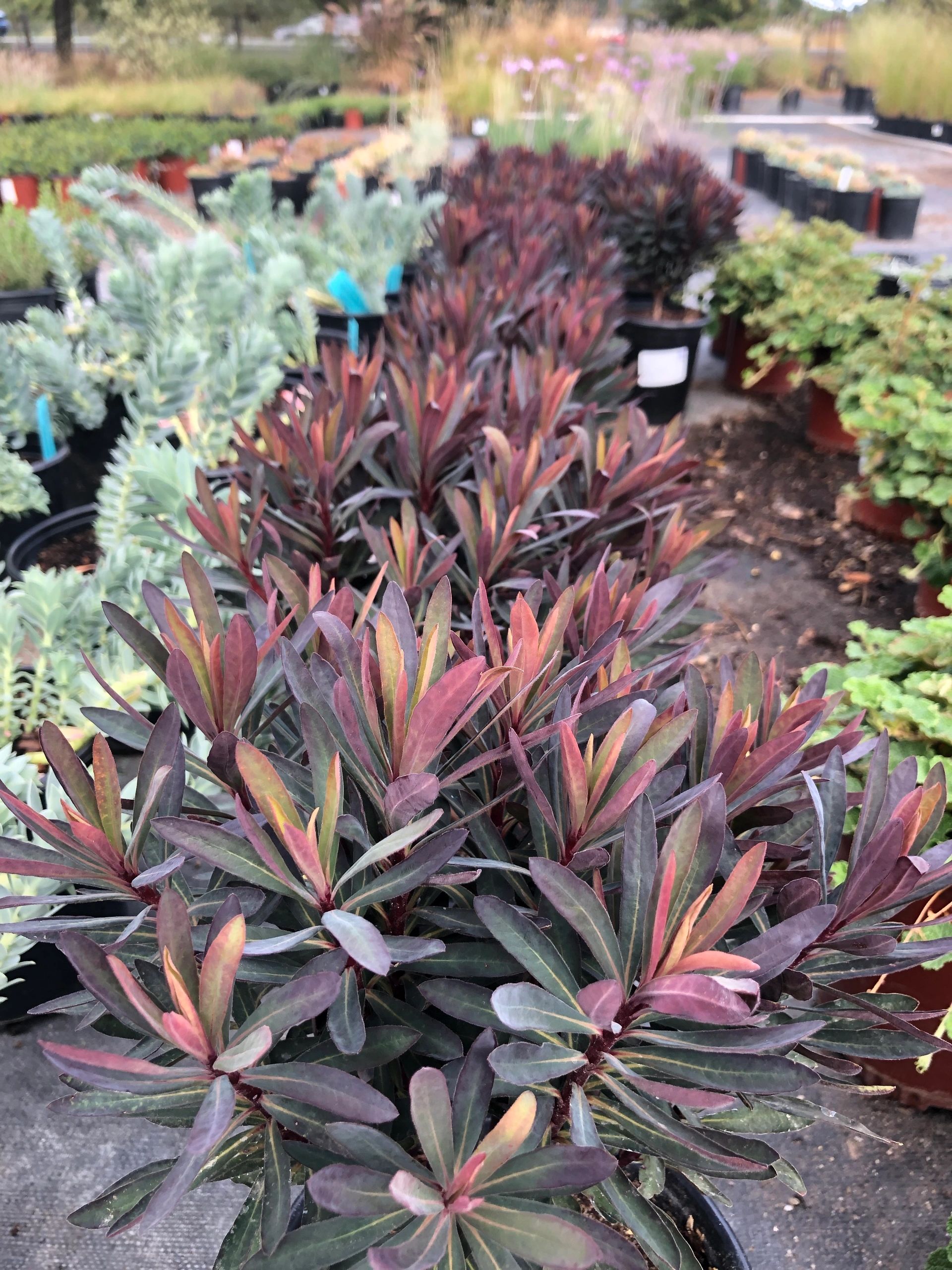 Plants Vine & Branch Nursery