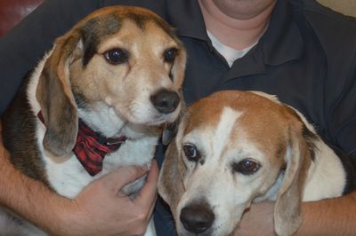 Beagles getting a hug.