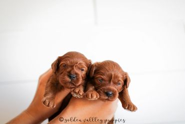 Cavapoo Puppies, Puppies for Sale, Cavapoo Puppies for sale, Cavapoo, puppy, Cavapoo puppy, doodle