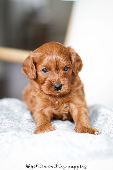 Golden Valley Cavapoo Puppy, Cavapoo, Puppies For Sale, Cavapoo Puppies for Sale, Cavalier mix
