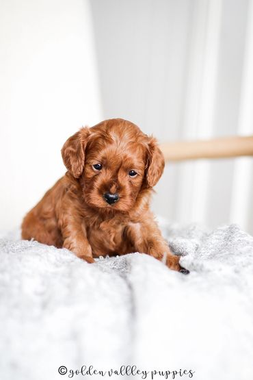 Cavapoo Puppies, Puppies for Sale, Cavapoo Puppies for sale, Cavapoo, puppy, Cavapoo puppy, Cavapoo