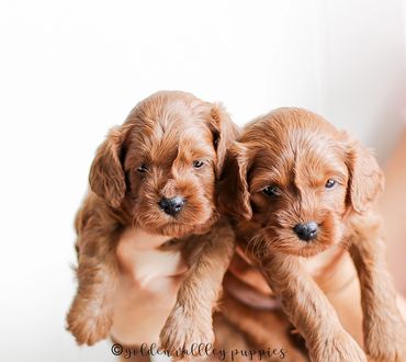 Golden Valley Cavapoo Puppy, Cavapoo, Puppies For Sale, Cavapoo Puppies for Sale, Cavapoo Puppy
