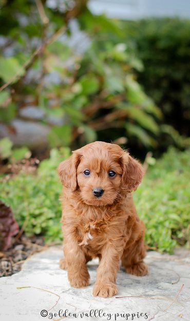 Golden Valley Cavapoo Puppy, Cavapoo, Puppies For Sale, Cavapoo Puppies for Sale, Cavapoo Puppy
