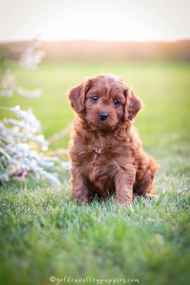 Cavapoo Puppies, Puppies for Sale, Cavapoo Puppies for sale, Cavapoo, puppy, Cavapoo puppy, doodle