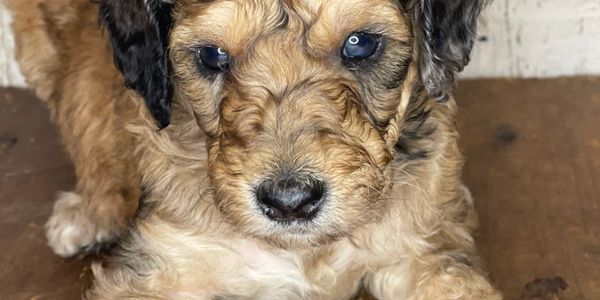 Merle sable bernedoodle 