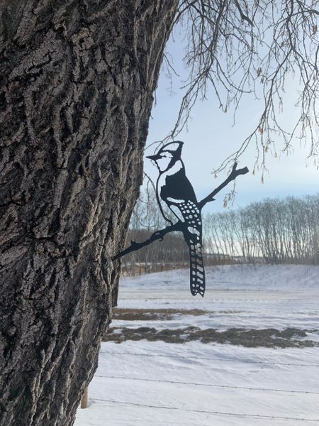 Bluejay Steel Bird
