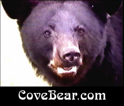 CoveBear by Kate Marshall Graphics