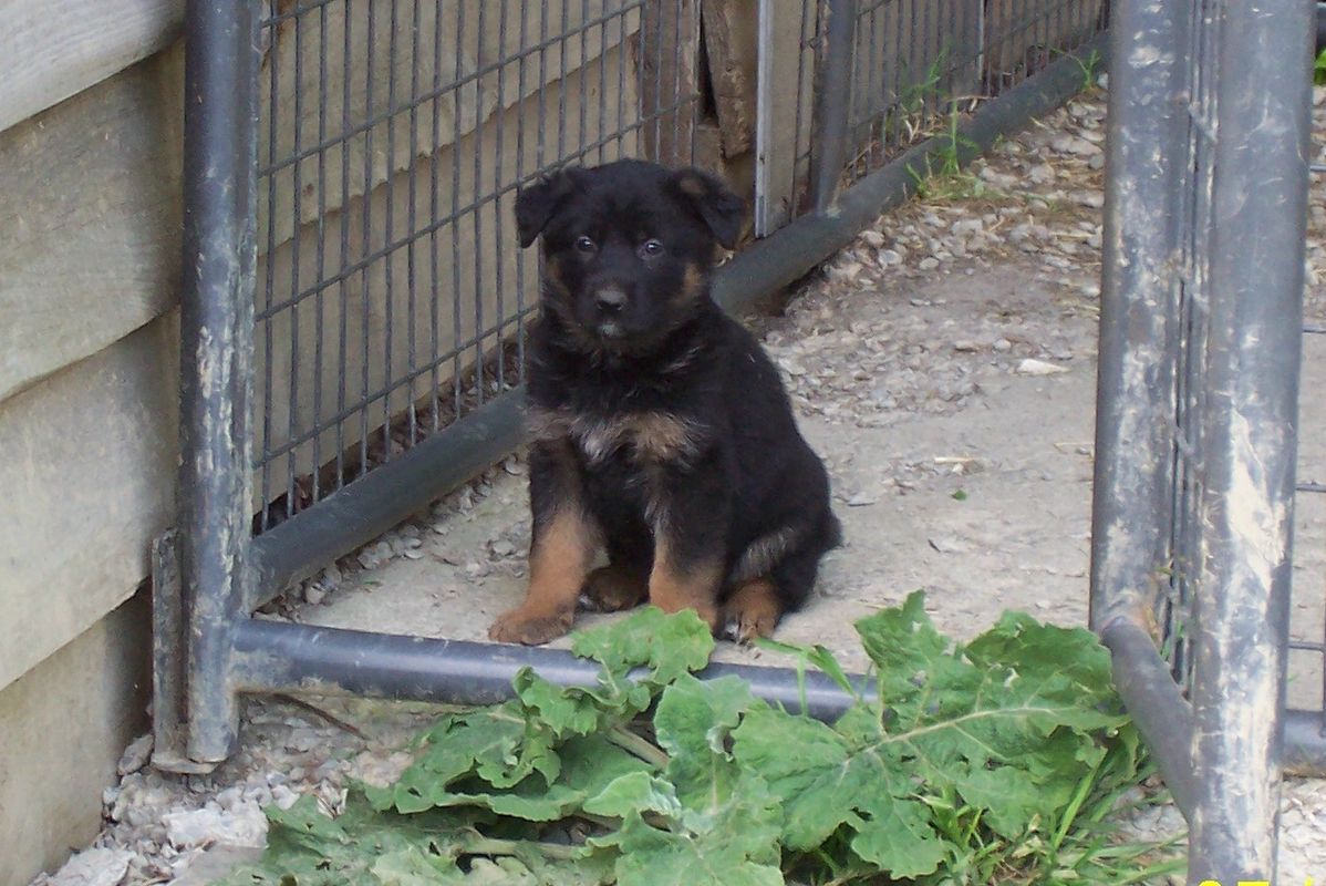 German Shepherd Puppies In Ny State Cripple Creek German Shepherds Cripple Creek German Shepherds