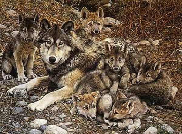 Den Mother Wolf Family by Carl Brenders