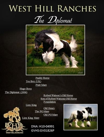 Gypsy Vanner Stallion : The Diplomat