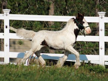 Gypsy Vanner Horses For Sale, Gypsy Horses, West Hill Ranches