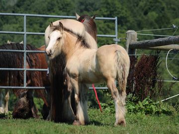 Gypsy Vanner Horses For Sale, Gypsy Horses, West Hill Ranches