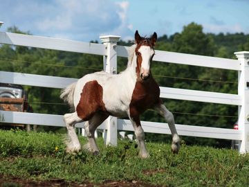 Gypsy Vanner Horses For Sale