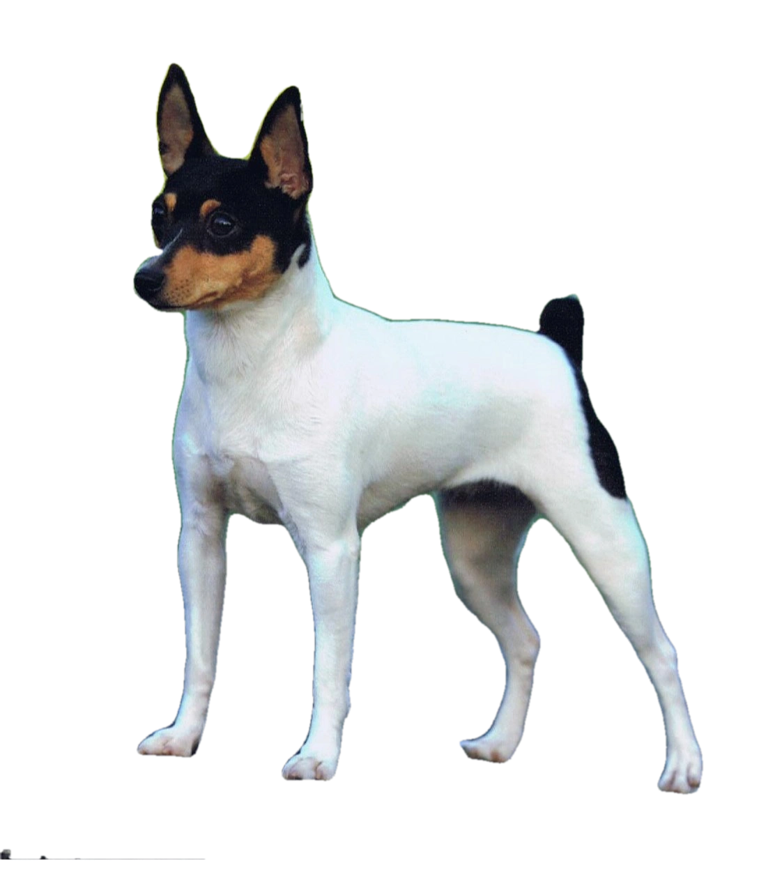Do Toy Fox Terriers Have Docked Tails
