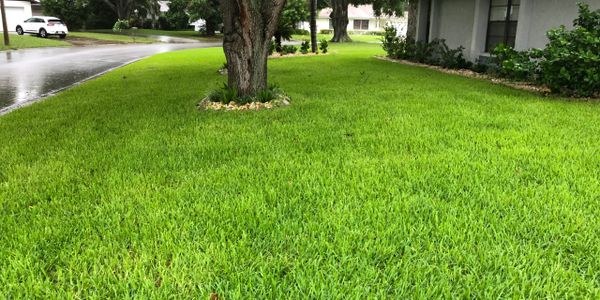 Palmetto sod  Bradenton Sarasota Venice St Augustine Sod, st augustine, bradenton, sod near me, 