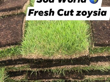 zoysia sod near me fresh cut sod. empire zoysia sod, fresh cut sod near me, sod supplier. zoysia sod