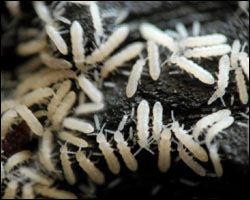 Springtails, Temperate White (Collembola sp.) - TC INSECTS