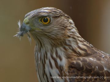 Close-up of a Cooper's Hawks with bird feathers in his mouth.  There is rain drops on his back 