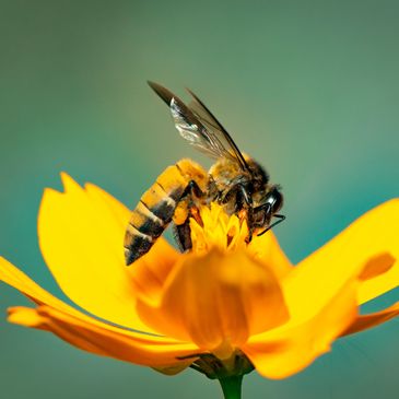 Honey Bee on flower