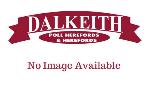 KIDMAN THE DON (Y220) - DALKEITH HEREFORDS CASSILIS NSW