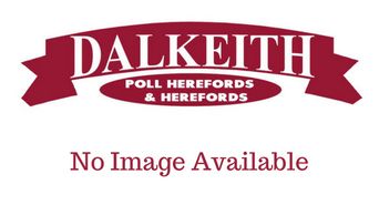 DALKEITH KOON (K039) - Dalkeith Herefords Cassilis NSW