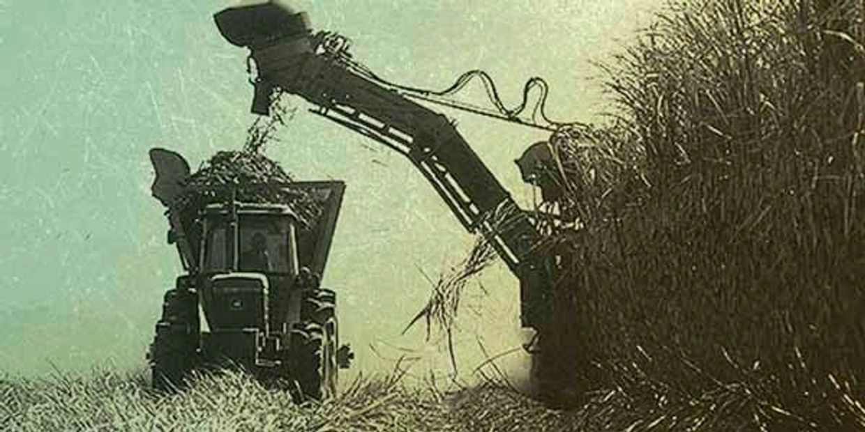 Showing the Sugar harvest in Brazil for Brazspice Sugar