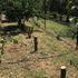 Re working plum tree