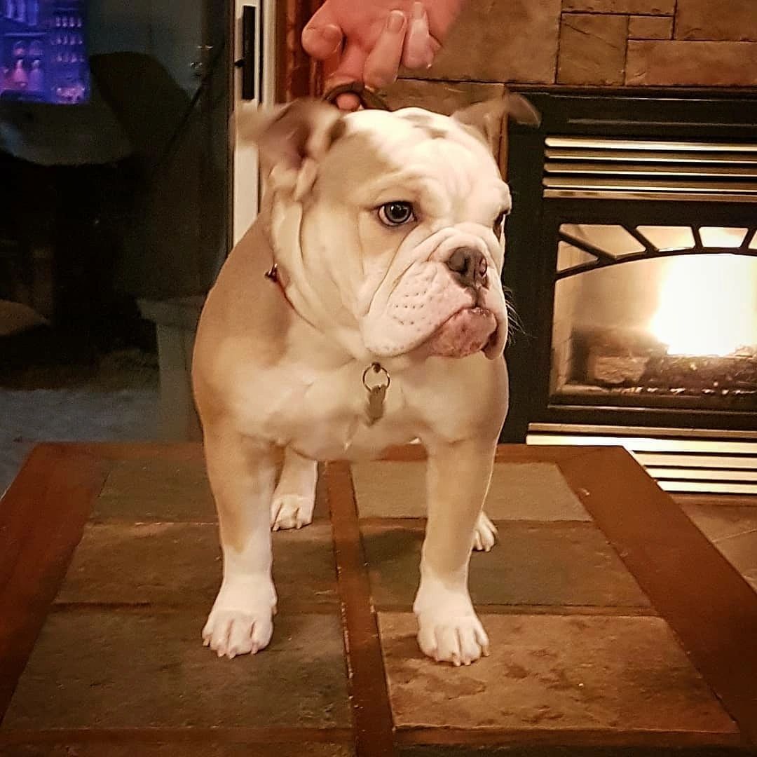 How Much Do Miniature English Bulldogs Weigh
