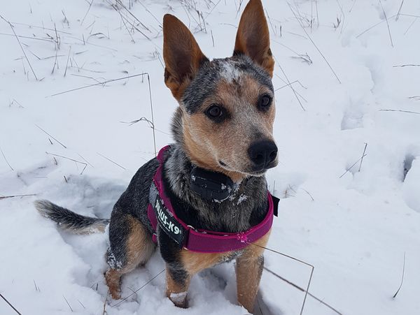 Testimonial
Deaf dog training off leash training