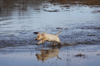 INTERMEDIATE DOG SHIPPING