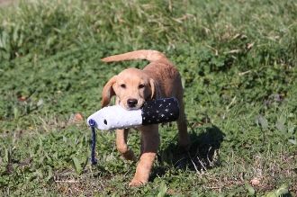 YOUNG DOG TRANSPORT