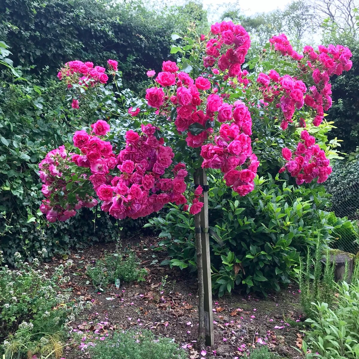 Full Standard Tree Roses