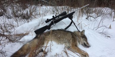 Hunting rifle on a wolf lying in snow.