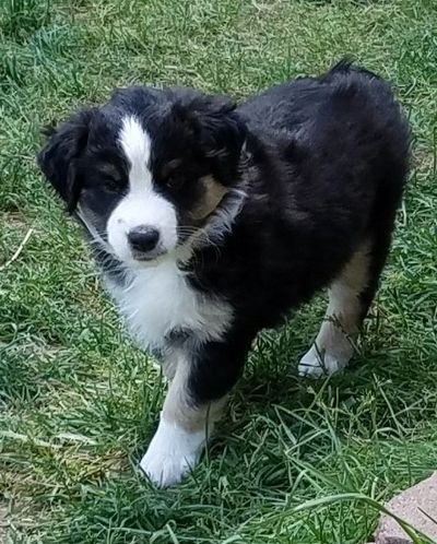 Purchase Info | Warren's Colorado Mini Aussies