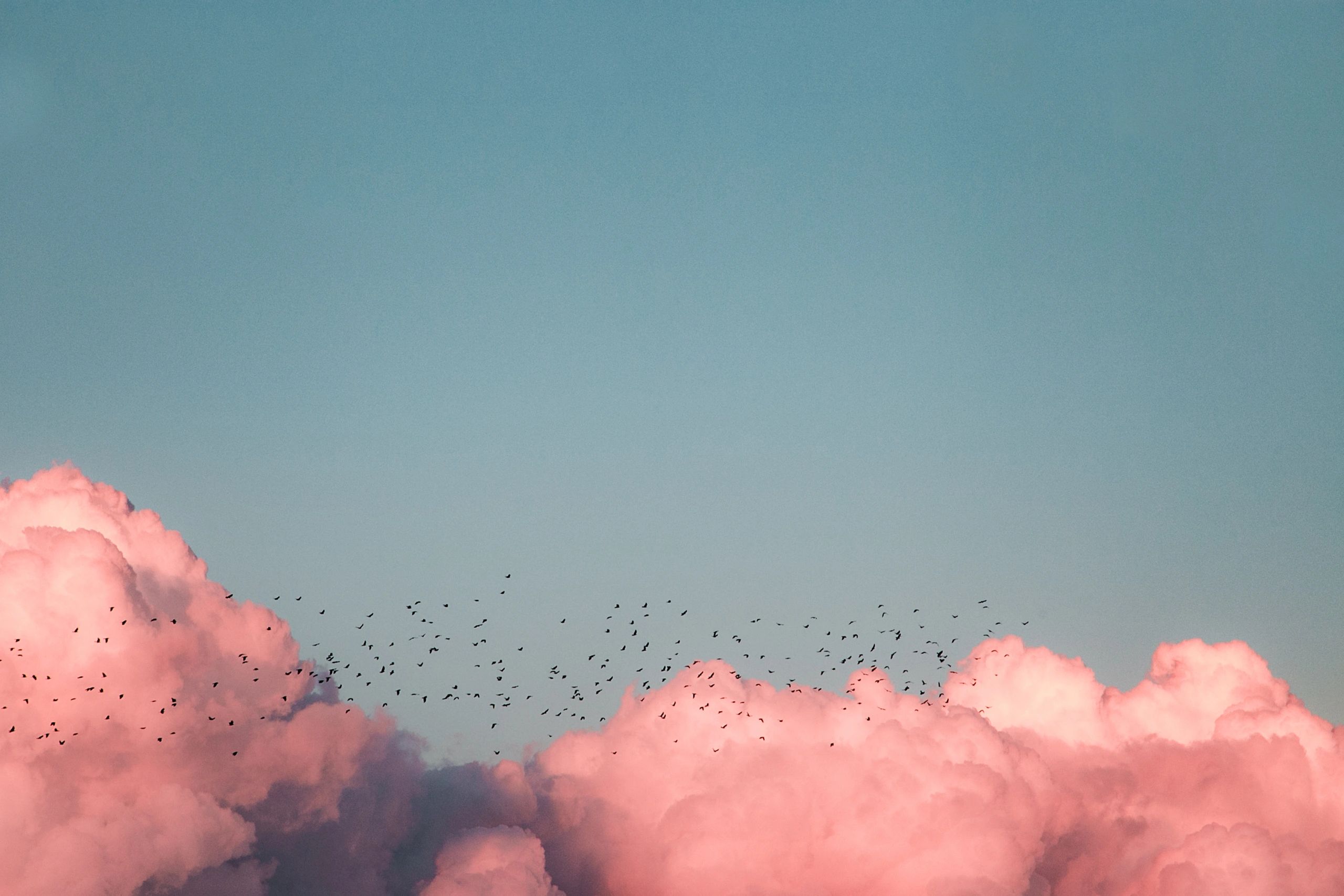 Imagem de uma revoada de pássaros sobrevoando por nuvens rosas em um céu azul, num voo evolutivo.