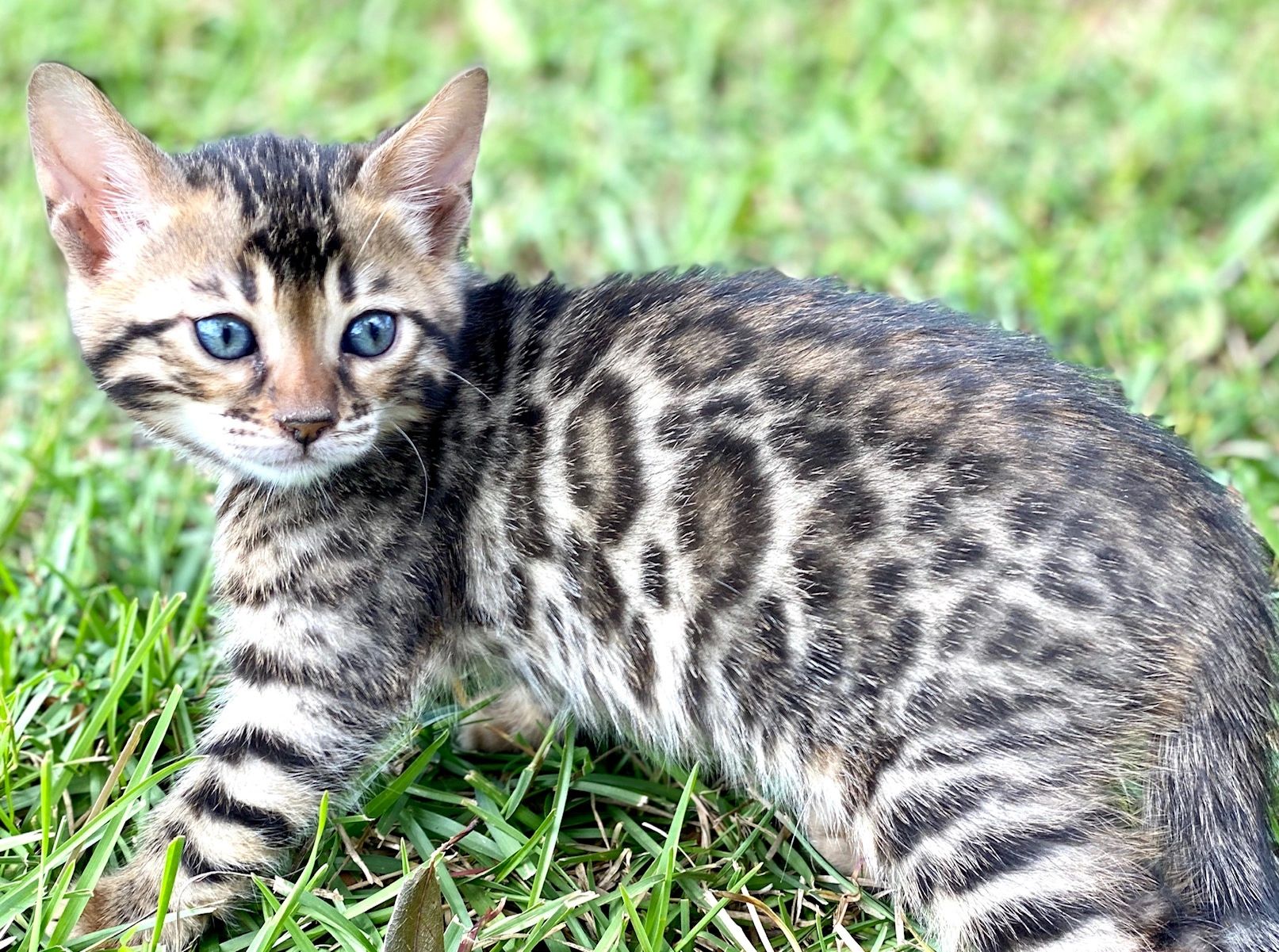 FAQ and Pricing Rare Earth Ranch