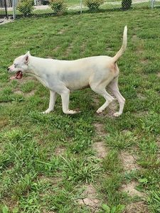 Dogo Argentino Puppies