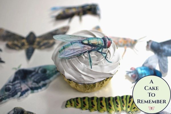 Ships Fast 12 Edible Death Head Moth Wafer Paper Cupcake Toppers for  Halloween Parties. 2.5 Across, Edible Creepy Cute Cake Decorations 