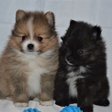 Cr pomeranians best sale