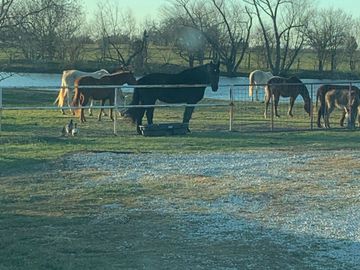 horses in pasture